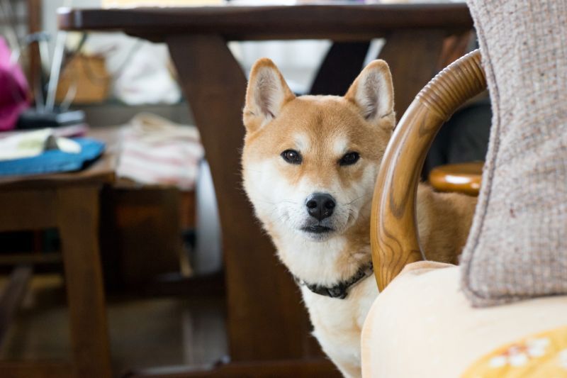 柴犬との距離感
