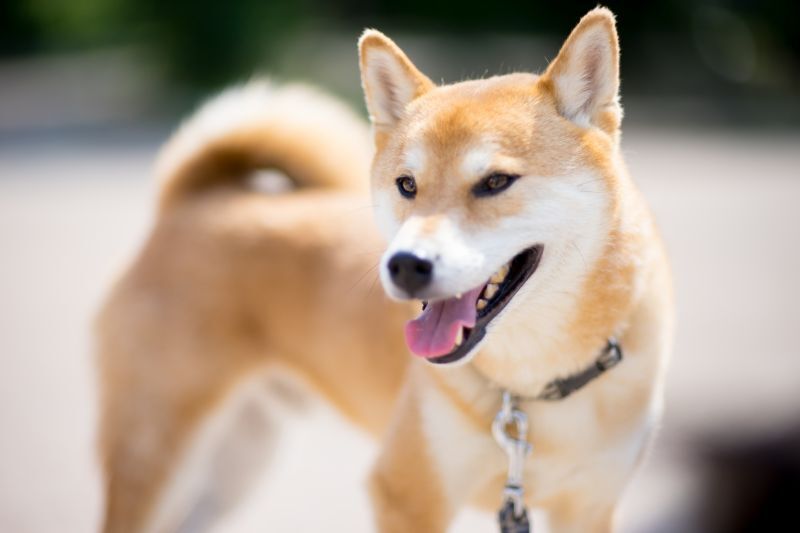 柴犬