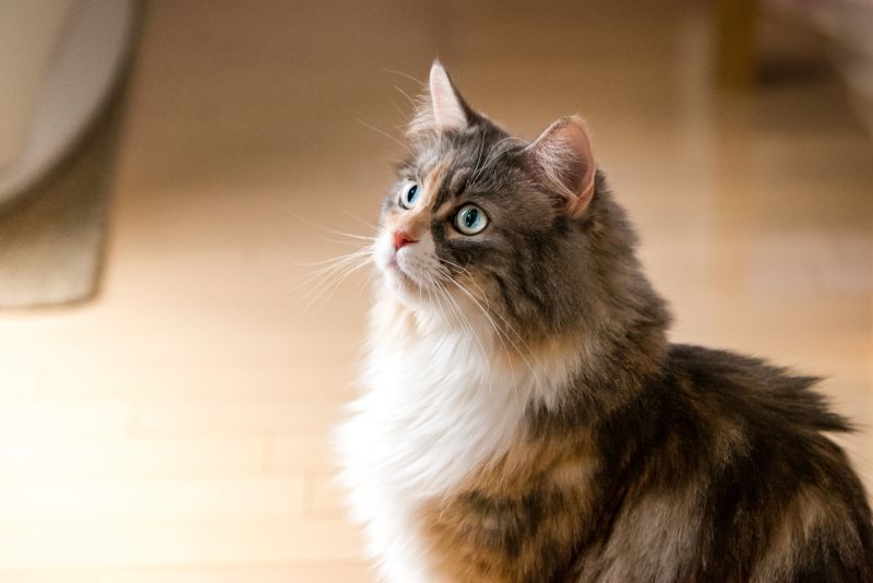 ノルウェージャンフォレストキャット