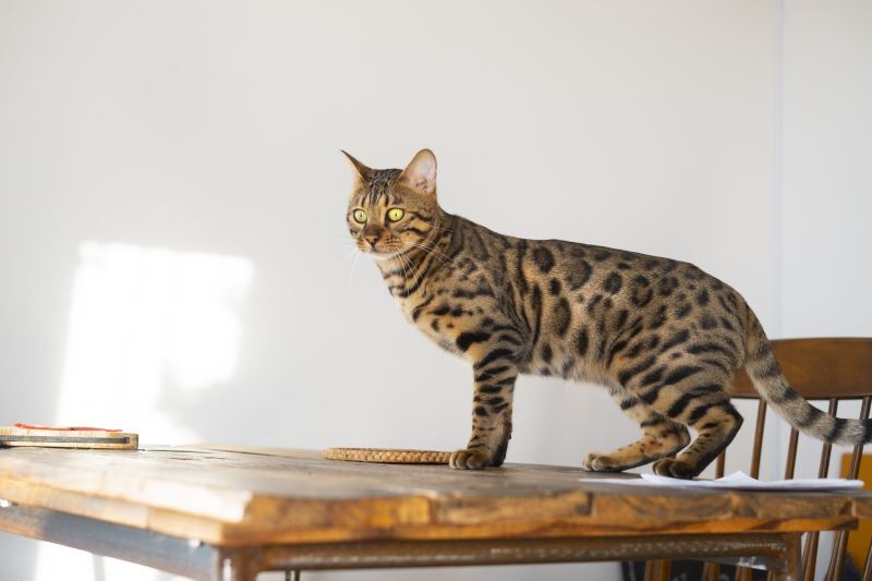 かわいいベンガル猫