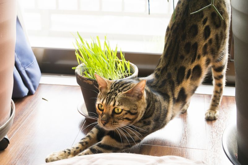 ベンガル猫の伸び