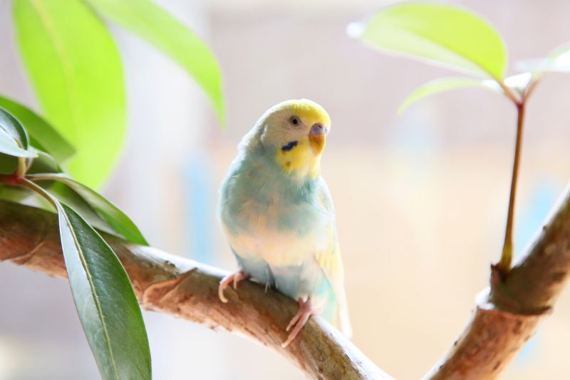 セキセイインコ性格