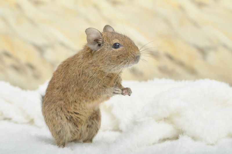 たっているデグー