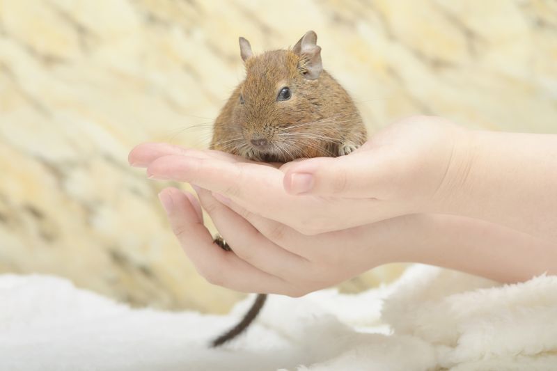 手に乗るデグー