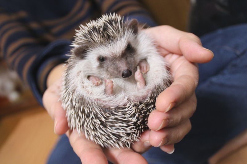 ハリネズミ性格