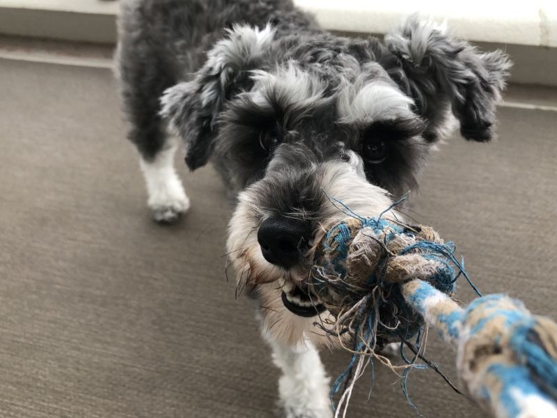 遊ぶシュナウザー