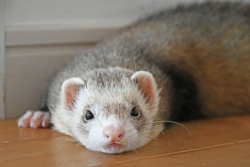 くつろぐフェレット