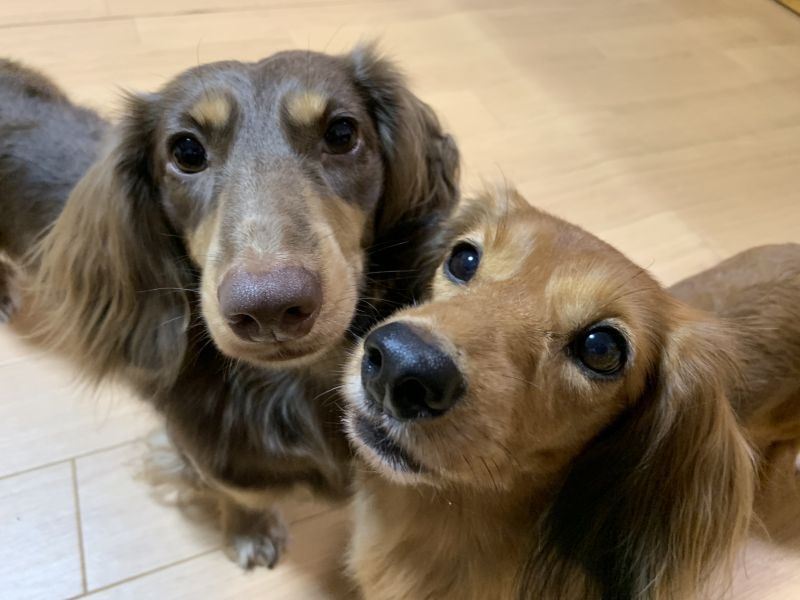 仲良しダックスフンド