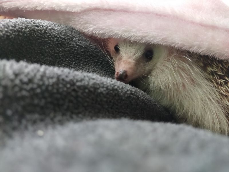 ハリネズミ