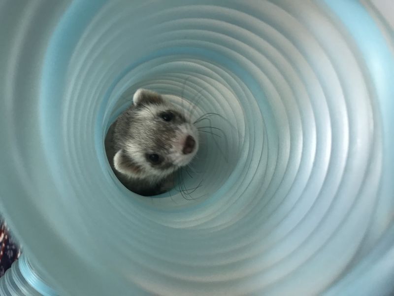 トンネルをくぐるフェレット