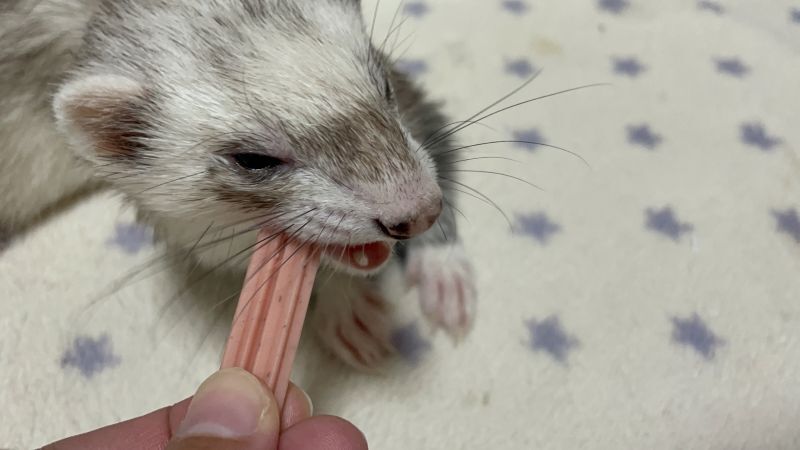 食べるフェレット
