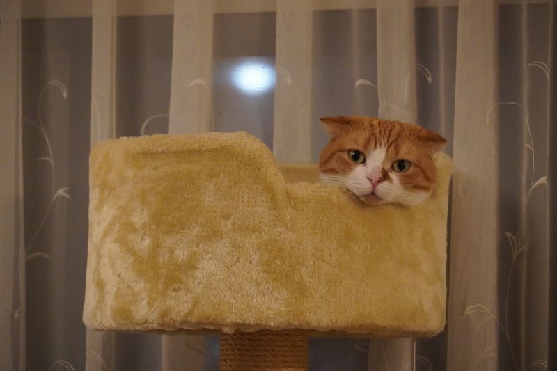 スコティッシュフォールド　キャットタワー