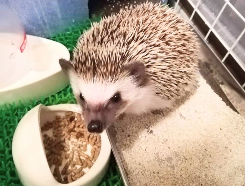 ハリネズミ病気