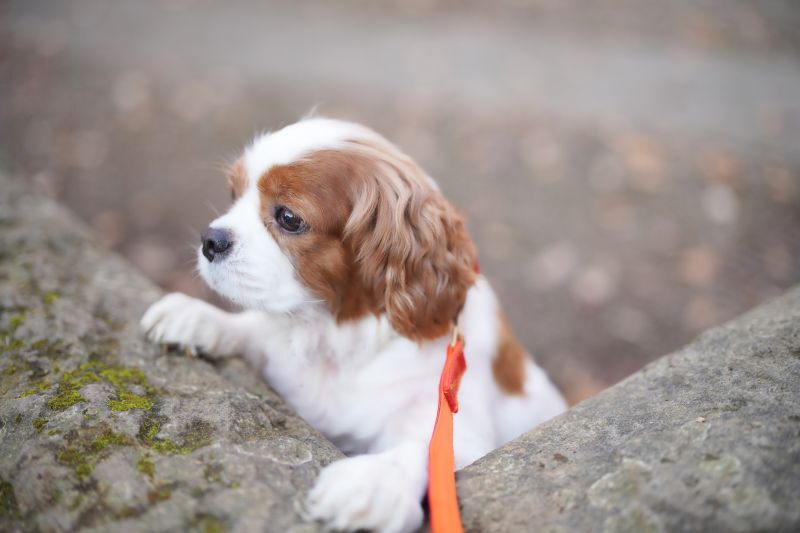 散歩しているキャバリア