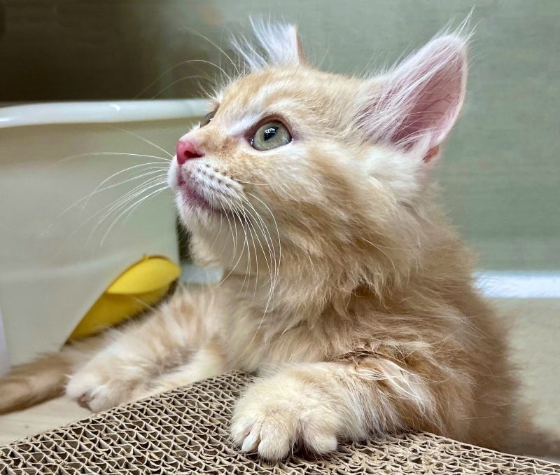 ミヌエットの子猫