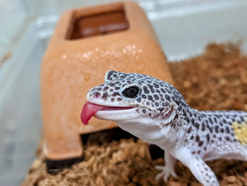 ヒョウモントカゲモドキ
