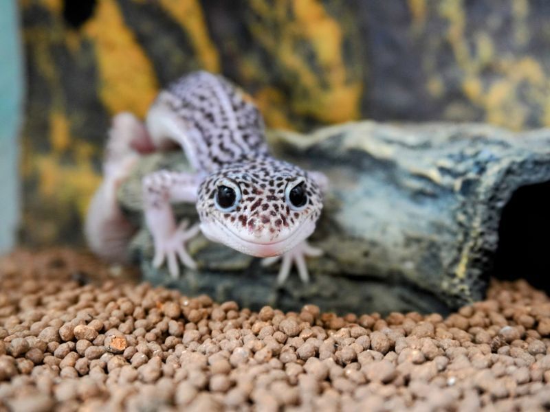 ヒョウモントカゲモドキ