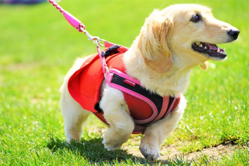 散歩するダックスフンド