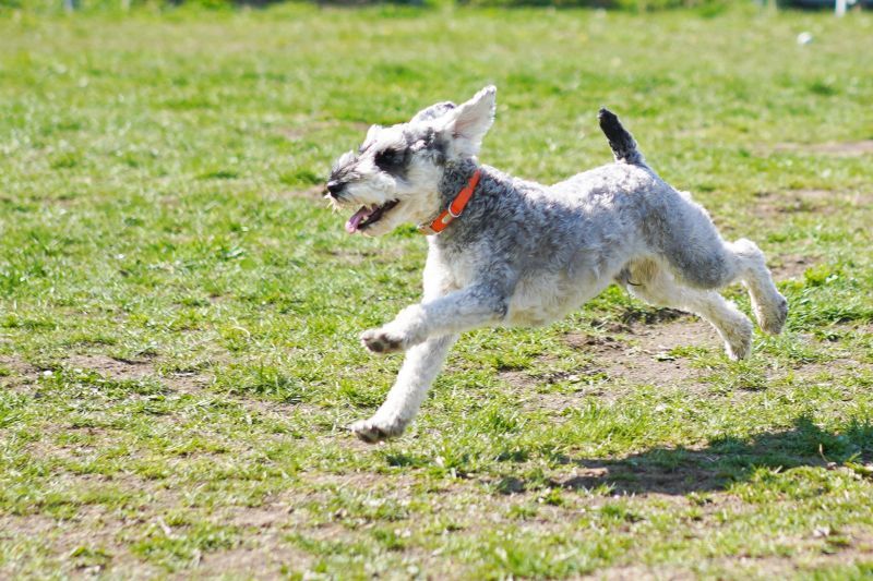 走るシュナウザー