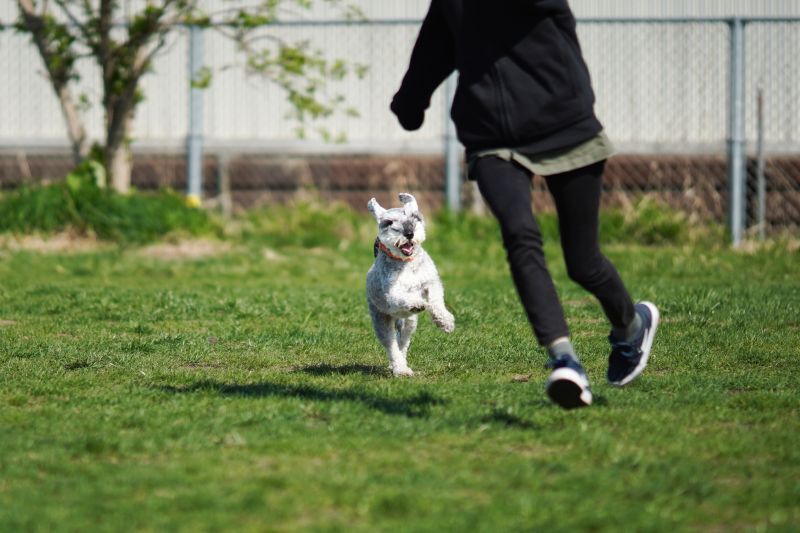 シュナウザーのお散歩
