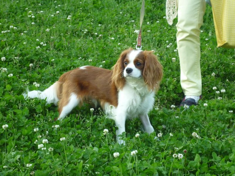 キャバリアとお散歩