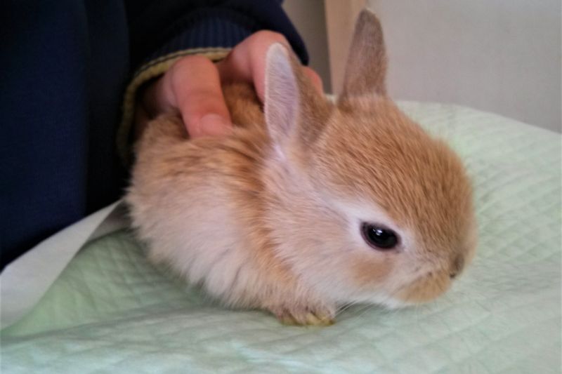 うさぎの室内飼い