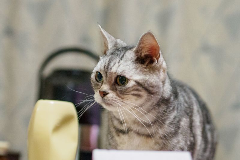 アメショ
