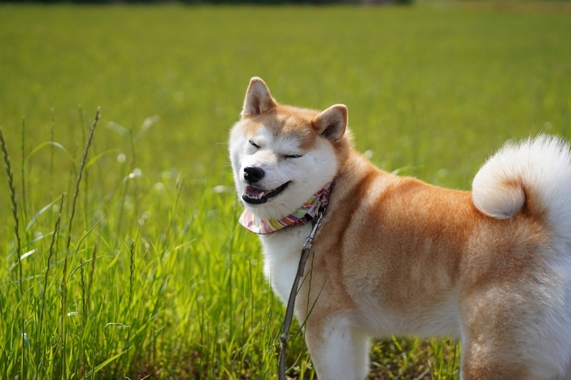柴犬の散歩