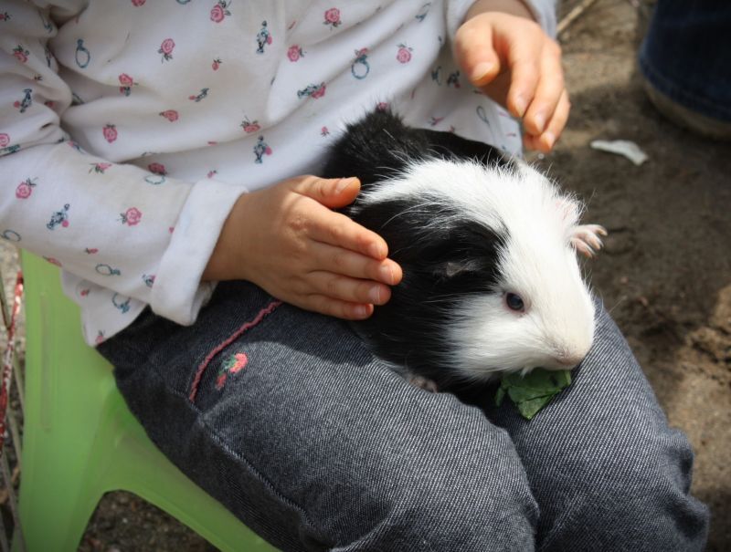 モルモットとふれあい