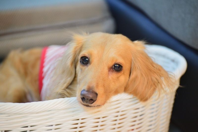 くつろぐダックスフンド