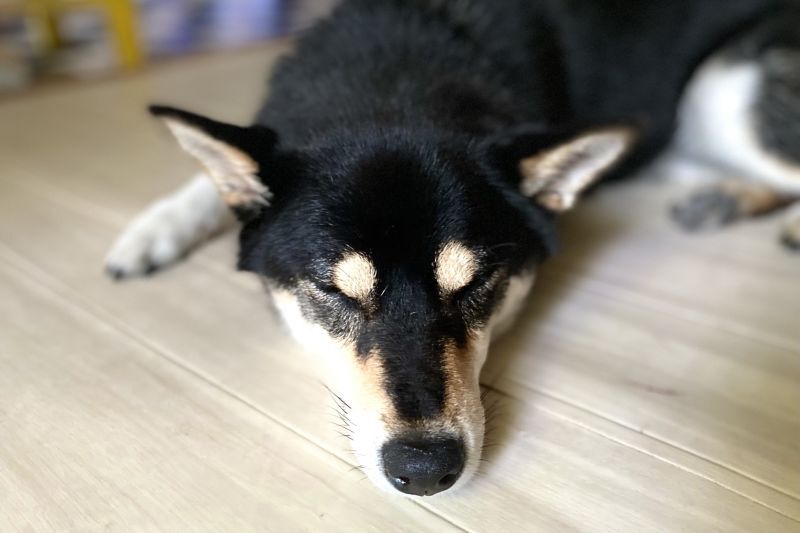寝る柴犬