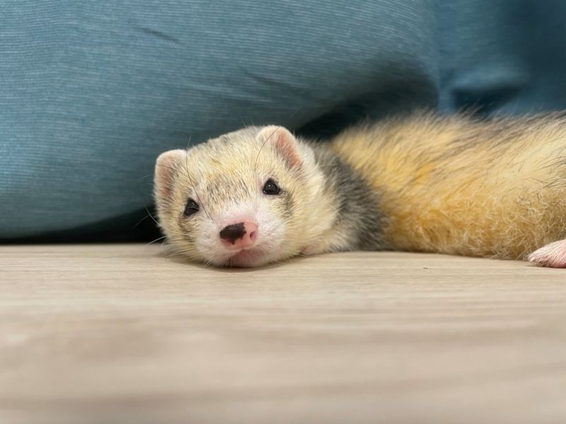 こっちを見るフェレット