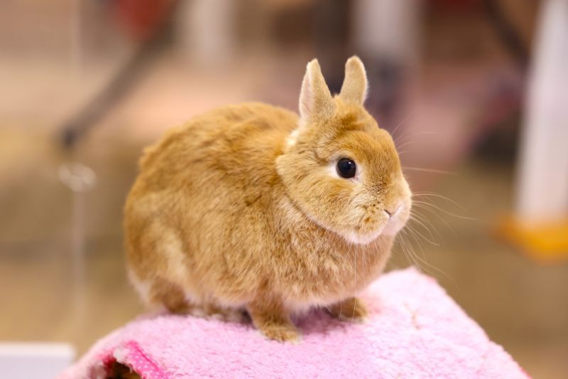 うさぎ