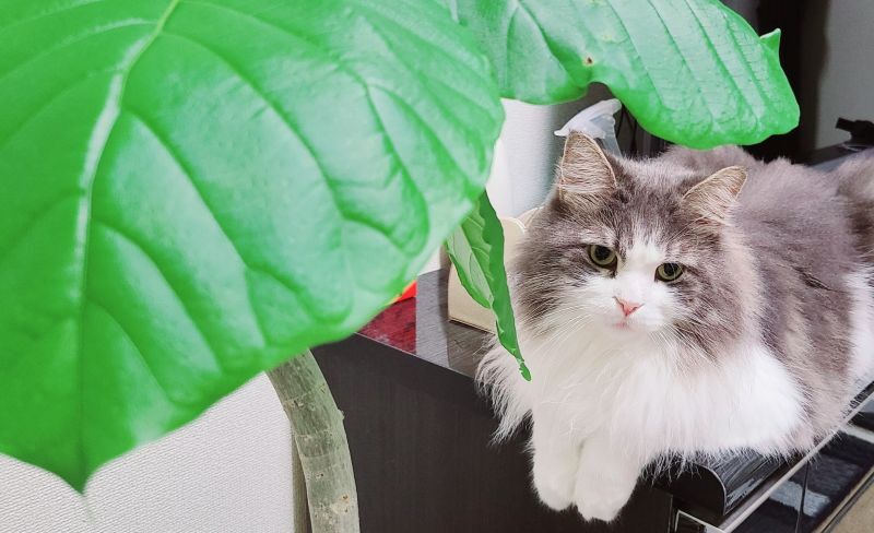 かわいいメインクーン