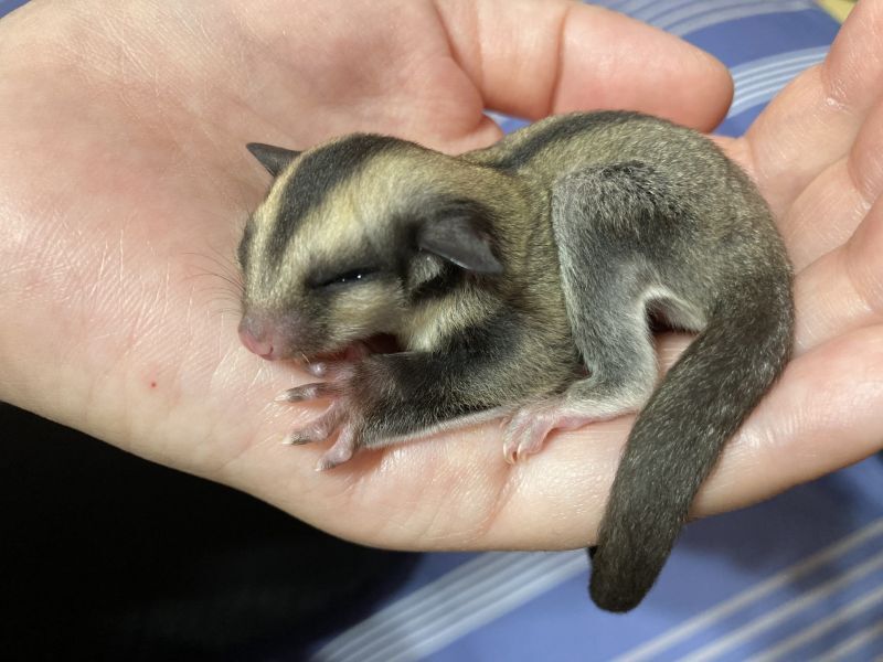 手のりフクロモモンガ