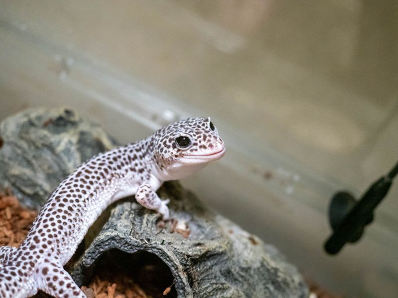 ヒョウモントカゲモドキ