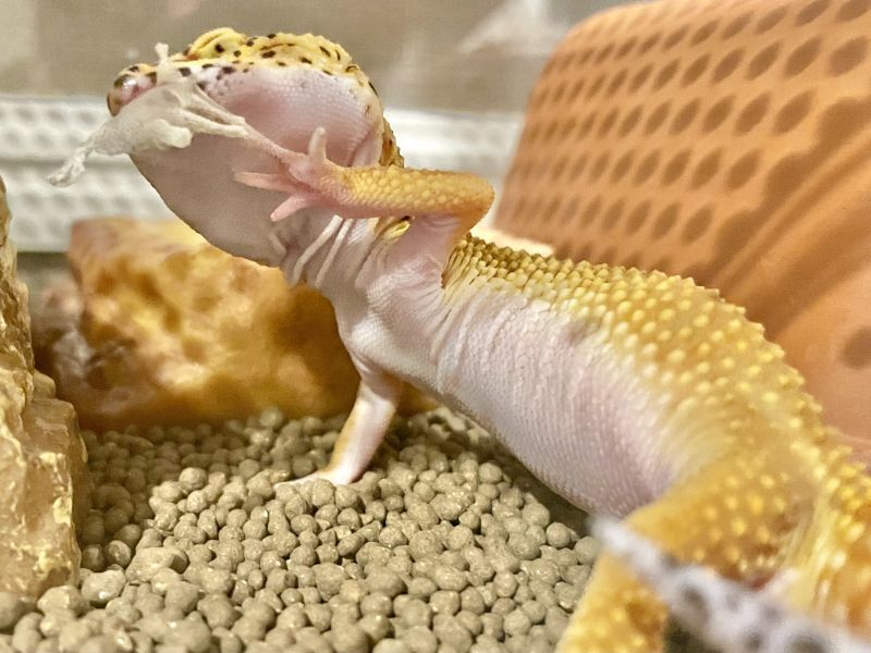 ヒョウモントカゲモドキモルフ