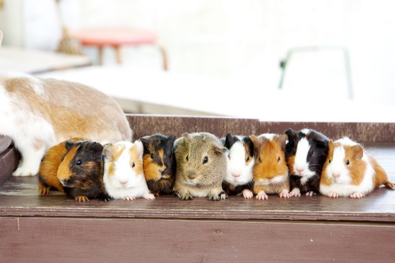 集合するモルモット