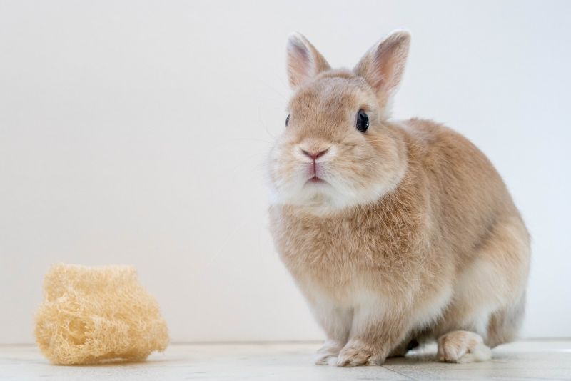 うさぎ
