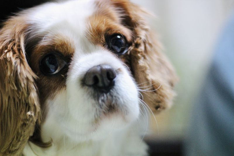 こっちを見ているキャバリア