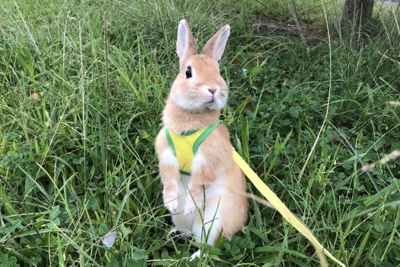 うさぎの散歩