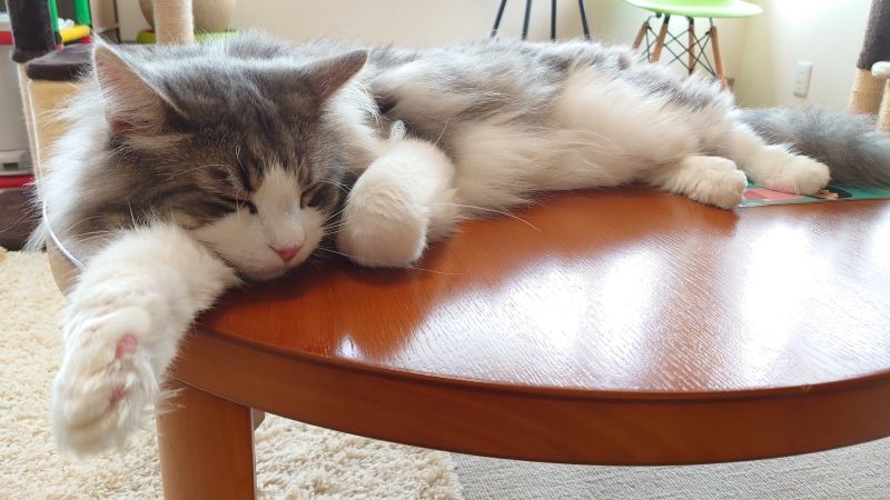 テーブルで寝るメインクーン
