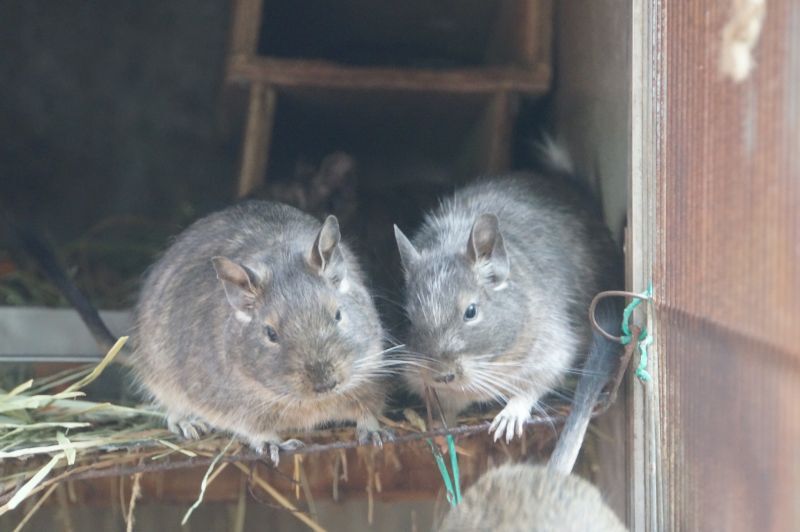 2匹のデグー