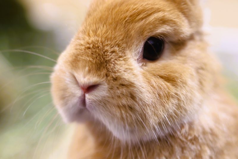 うさぎ