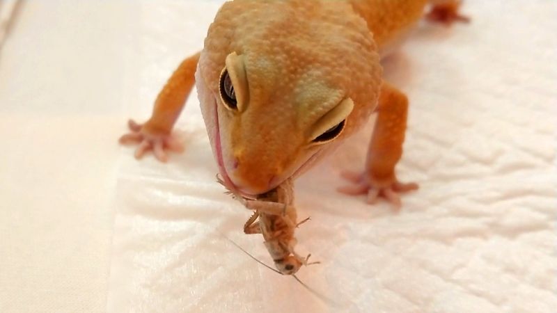 ヒョウモントカゲモドキごはん