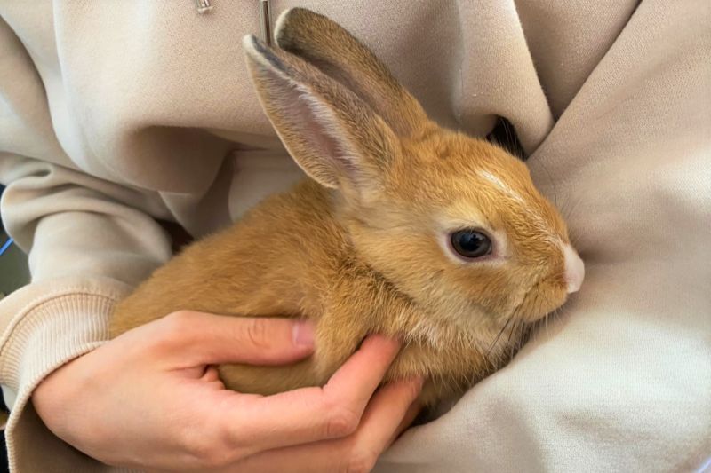 うさぎとのスキンシップ