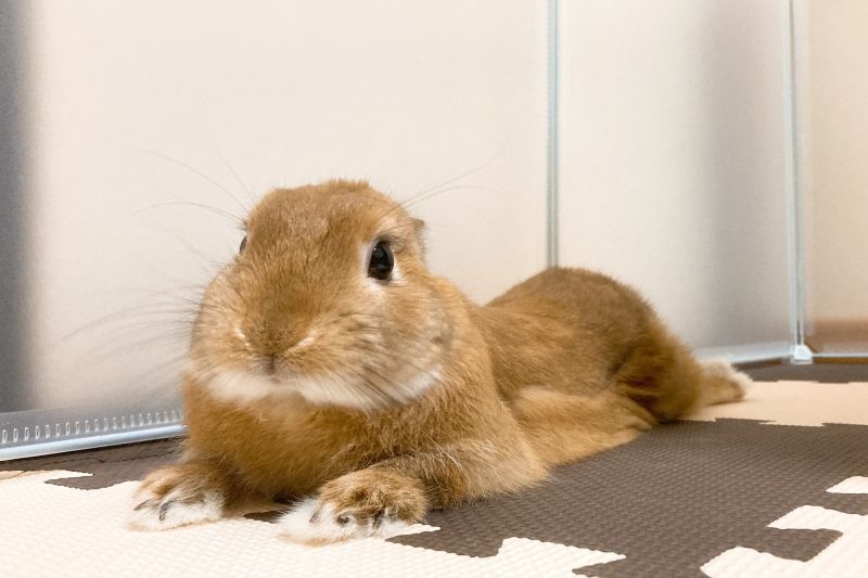 うさぎ