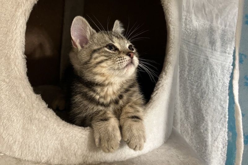 猫部屋