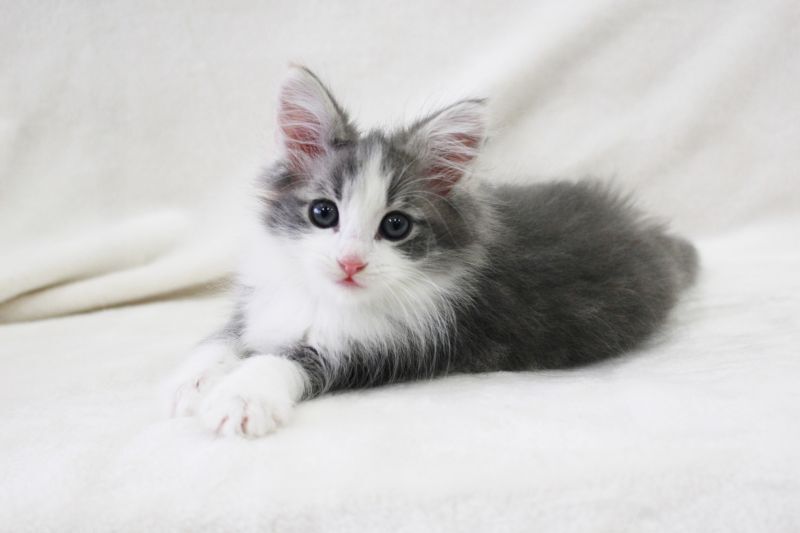 ノルウェージャンフォレストキャットの子猫