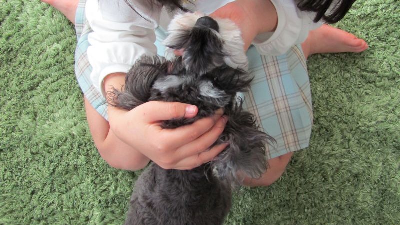 なついているシュナウザー